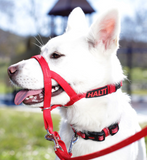 Training Head Collar